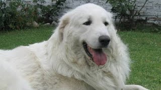 Kuvasz  Raza de Perro [upl. by Ccasi674]