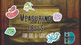 ALevel Biology  Measuring cells  Calibrate Eyepiece graticule Magnification Resolution [upl. by Branen763]