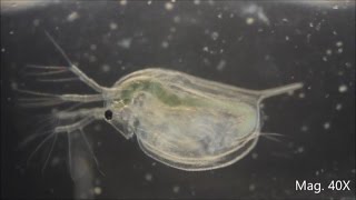 Daphnia magna under the Microscope [upl. by Myrta]