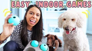 Dog Brain Games 🐶 Rainy Day Activities I do with my Dogs [upl. by Hussar]