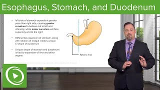 Foregut Development Esophagus amp Stomach – Embryology  Lecturio [upl. by Naivaf]