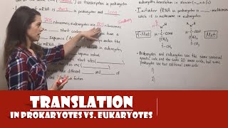 Translation in Prokaryotes vs Eukaryotes [upl. by Gaven]