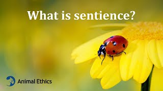 What is sentience [upl. by Ahsetra]