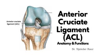 Major Ligaments of the Cervical Spine [upl. by Ahseeyt]