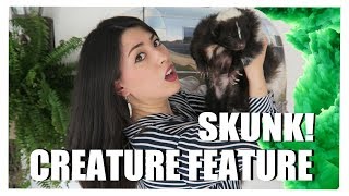 My SKUNK  Striped Skunk Facts  Creature Feature [upl. by Ritz]