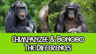 Chimpanzees amp Bonobos  The Differences [upl. by Grishilde]