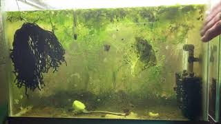 Scuds Daphnia Cherry Shrimp Copepods My aquatic food culture [upl. by Duster]