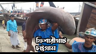 Fisherighat chittagong  Shark market in Bangladesh [upl. by Nedra552]