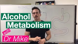 Alcohol Metabolism [upl. by Ormiston]