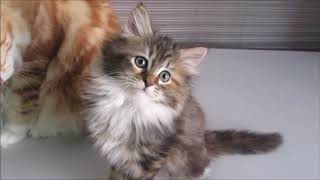 Litter T 8 weeks old siberian kittens [upl. by Gurney]