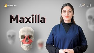 Maxilla Bone Location and Function Anatomy Lecture for Medical Students Learning [upl. by Largent]