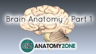 Basic Parts of the Brain  Part 1  3D Anatomy Tutorial [upl. by Eerac579]