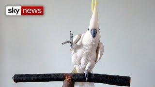 This cockatoo sure can dance [upl. by Ocko]