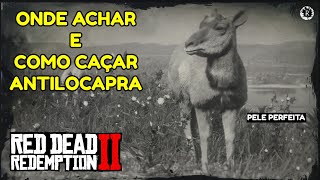 RED DEAD REDEMPTION 2  COMO CAÇAR ANTILOCAPRA  Dicas [upl. by Esch390]