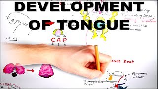 Development of Tongue  Embryology video [upl. by Dnomsed472]