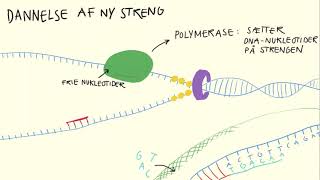 Genetik og molekylærbiologi  DNA Replikation  Biotech Academy [upl. by Aicirtak]
