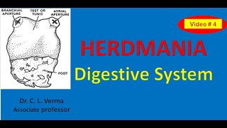 Herdmania Digestive System [upl. by Letty]