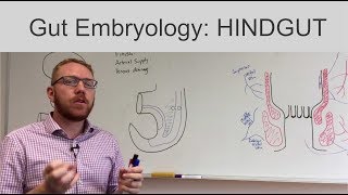 Hindgut  Embryology [upl. by Haela]