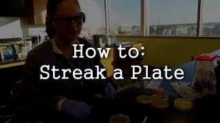 How To Streak A Plate or Petri Dish [upl. by Ahsirhcal]