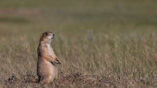 Ecosystem Essential The Prairie Dog Town [upl. by Aihtnamas43]