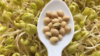 How To Sprout Soybeans  Cheap an Easy Method [upl. by Shatzer]