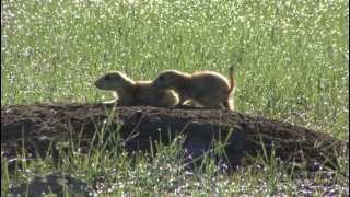 Cute amp Playful Prairie Dogs [upl. by Cesare198]