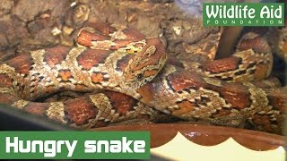 How to feed a Corn Snake [upl. by Annaehr]