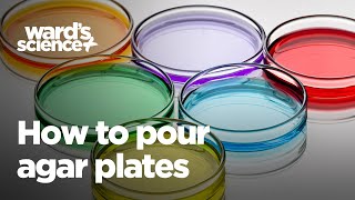 How to Pour Agar Plates [upl. by Nicky708]