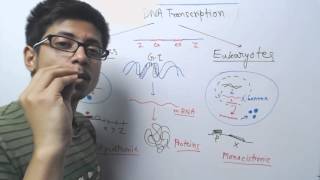 Prokaryotic vs eukaryotic transcription [upl. by Eciryt709]