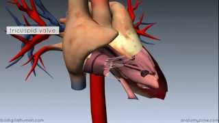 Heart Anatomy  Right Ventricle  3D Anatomy Tutorial [upl. by Pompei]