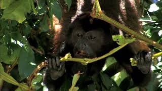 AGUAS TROPICALES  Documental Naturaleza HD 1080p  Grandes Documentales [upl. by Mandie203]