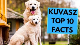 Kuvasz  TOP 10 Interesting Facts [upl. by Mcilroy149]