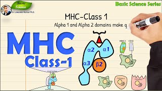 MHCClass 1  Structure and Function  Immunology  Basic Science Series [upl. by Rj]