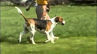 Foxhound Overview  AKC Dog Breed Series [upl. by Demmy]