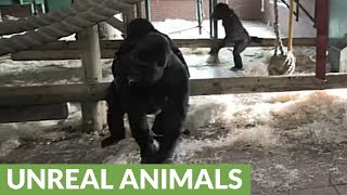 Silverback Gorilla breaks up vicious fight between females [upl. by Im]