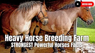 Heavy Horse Breeding Farm  STRONGEST Powerful Horses Facts [upl. by Annaeiluj]