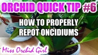 Orchid Tip 6  How to properly repot an Oncidium [upl. by Annig]