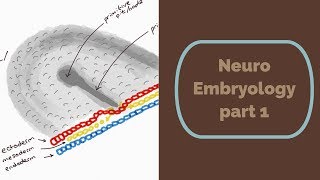 Neuro Embryology part 1 [upl. by Eitac32]