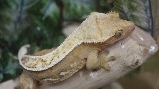 How to buy your first Crested Gecko [upl. by Nosdivad725]