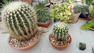 Growth rates of golden barrel cactus [upl. by Wilbur329]