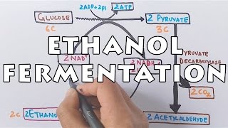 Ethanol Fermentation  Process of Alcohol Formation [upl. by Aitekram834]