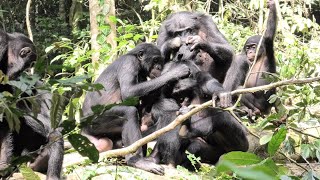 Grooming Behaviors in Wild Bonobos [upl. by Quinlan]