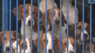 The Blencathra Foxhounds [upl. by Lehctim]