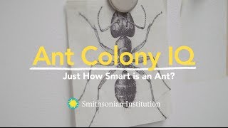 Ant Colony IQ Just How Smart is an Ant [upl. by Kos]