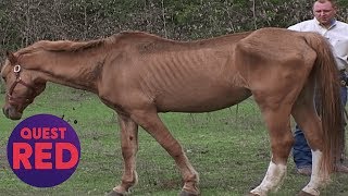 Houston SPCA Rescues 5 Emaciated Horses  Animal Cops Houston [upl. by Nohsyt620]