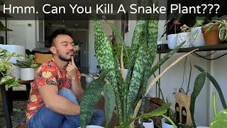 How to Care and Propagate Snake Plants  Sansevieria Whale Fin [upl. by Amorete]