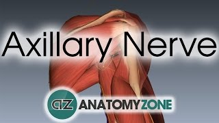 Axillary Nerve  3D Anatomy Tutorial [upl. by Ogg501]