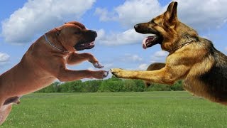 American Staffordshire terrier VS German Shepherd Dog Highlights [upl. by Anaila]