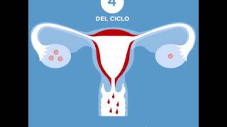 El ciclo menstrual [upl. by Ahsinroc555]