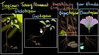 Tropism Types positive amp negative  Control amp Coordination  Biology  Khan Academy [upl. by Huldah]